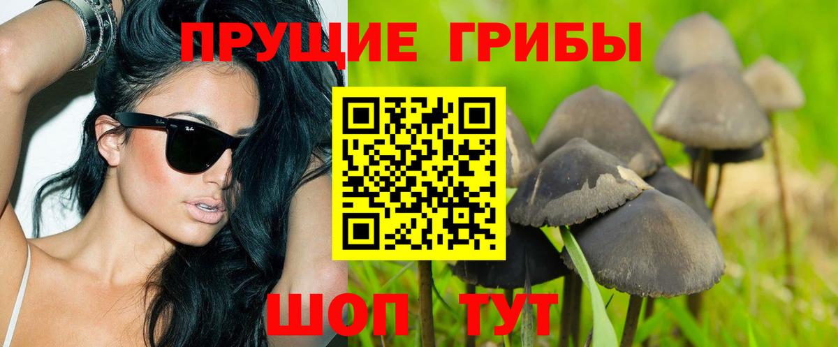 Псилоцибиновые грибы Psilocybe Ноябрьск